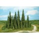 30 Sapins / Firs, 7-14cms