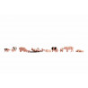 Cochons / Pigs N