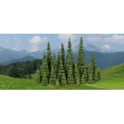 7 Sapins 7-11 cm / firs 7-11 cm