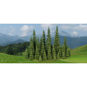 7 Sapins 7-11 cm / firs 7-11 cm