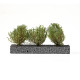 3 Buissons Vert Foncé / Dark Green Bushes 4-5cms